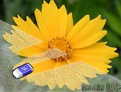 Neat Image ˾ 5.6 Pro+ 